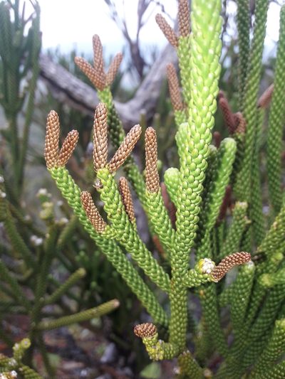 Dacrydium araucarioides, photographed by naturewatchwidow