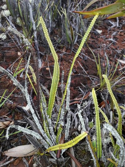 Stromatopteris moniliformis, photographed by naturewatchwidow