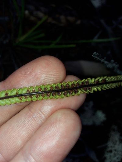 Stromatopteris moniliformis, photographed by naturewatchwidow