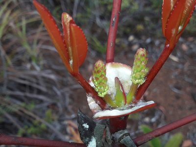 Cunonia macrophylla, photographed by naturewatchwidow