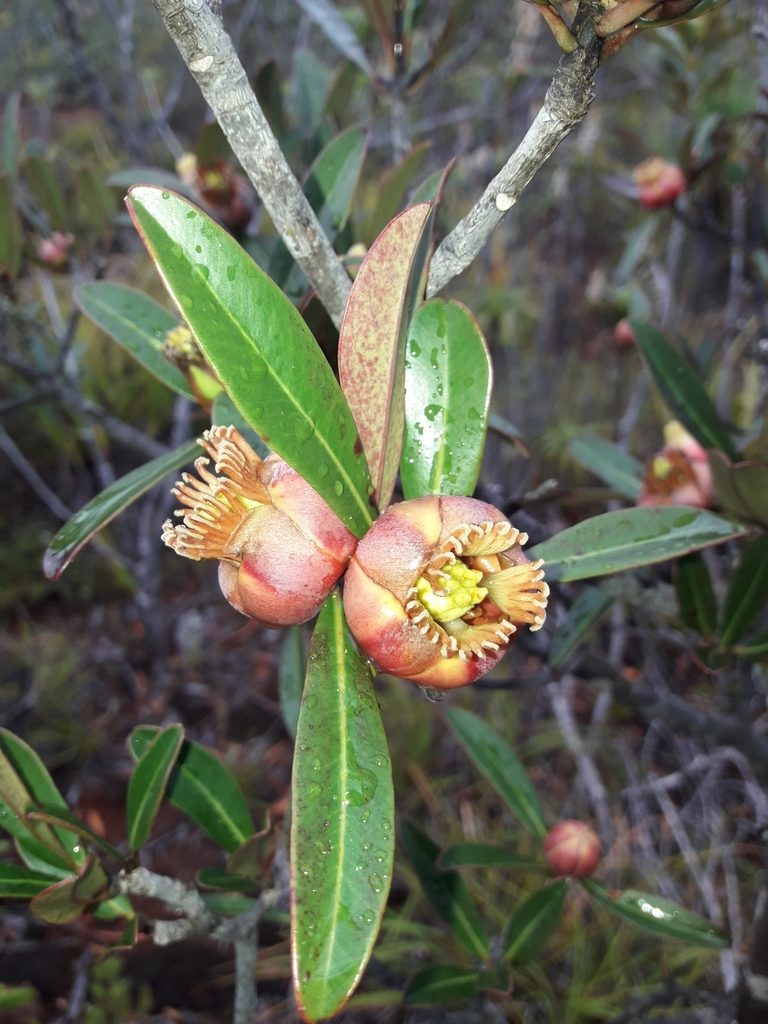 Montrouziera sphaeroidea, photographed by naturewatchwidow