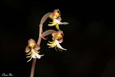 Anoectochilus formosanus, photographed by 尹若宇