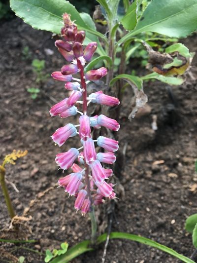 Lachenalia youngii, photographed by Rebecca Ryen-Stols
