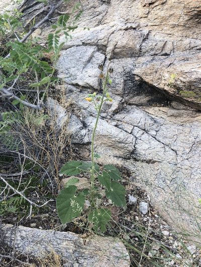 Abutilon parishii, photographed by Jared Shorma