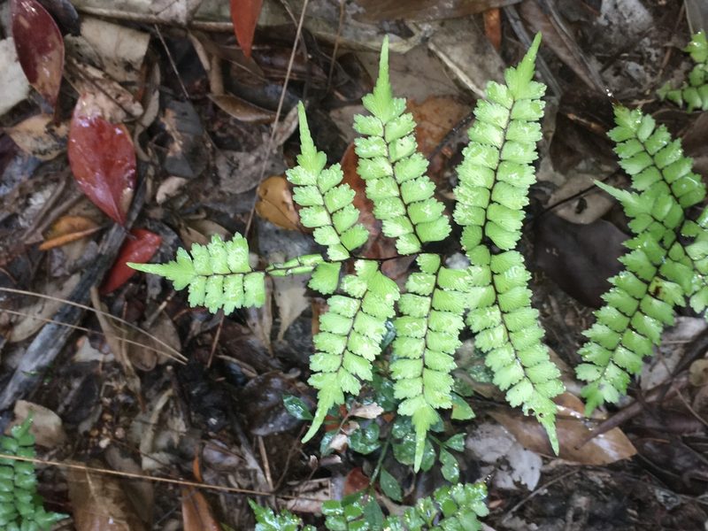 Lindsaea nervosa, photographed by Leon Perrie