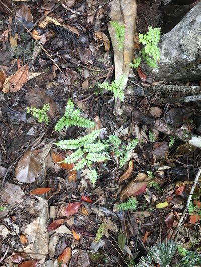 Lindsaea nervosa, photographed by Leon Perrie
