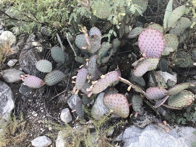 Opuntia santa-rita, photographed by Jared Shorma