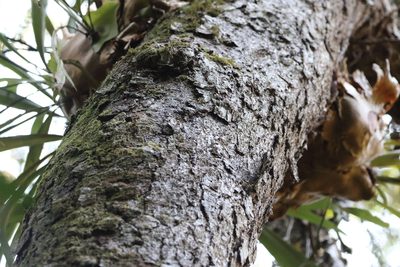 Nothofagus moorei, photographed by Richard Fuller
