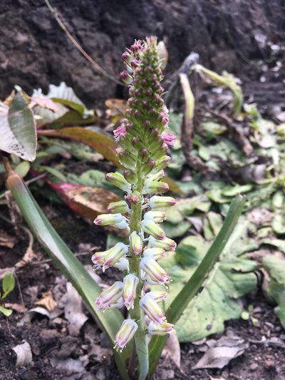 Lachenalia youngii, photographed by Rebecca Ryen-Stols