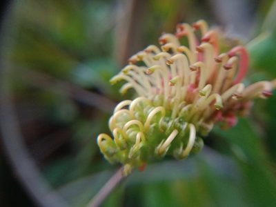 Grevillea bedggoodiana, photographed by Nina Kerr