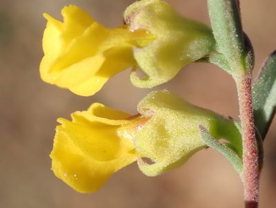 Hermannia diversistipula, photographed by Nicola van Berkel