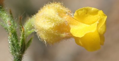 Hermannia stipulacea, photographed by Nicola van Berkel