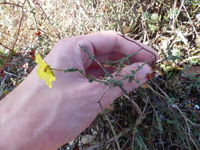 Fumana procumbens, photographed by Nans