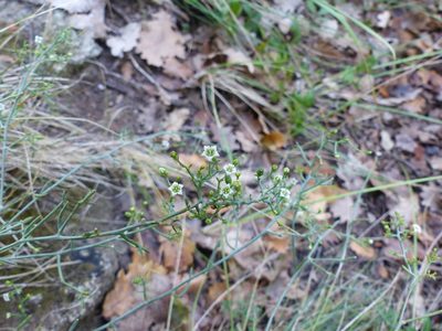 Thesium divaricatum, photographed by Nans