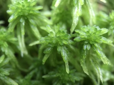 Sphagnum quinquefarium, photographed by Andrew Melton