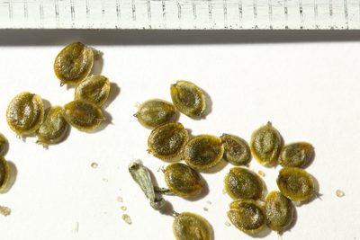 Corispermum hyssopifolium, photographed by Вячеслав Юсупов