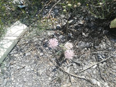 Palafoxia texana, photographed by Francisco Martínez González