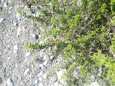 Brickellia laciniata, photographed by Francisco Martínez González