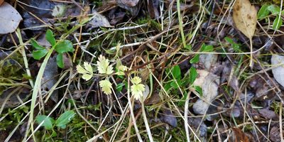Aegopodium alpestre, photographed by Yurii Basov