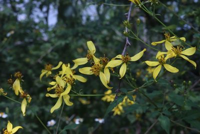 Bidens reptans, photographed by alejandrozab