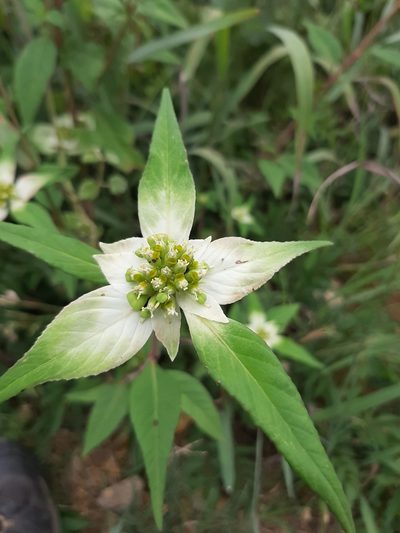 Euphorbia schiedeana, photographed by Casa Benita