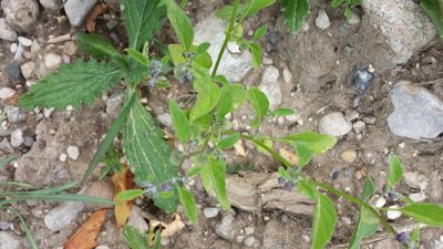 Physalis solanacea, photographed by Daniel Carpenter