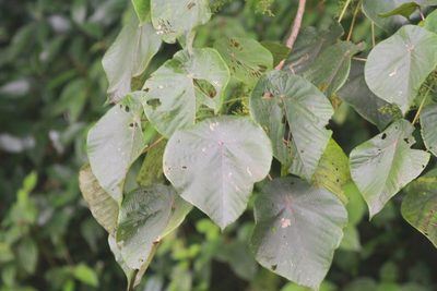 Macaranga peltata, photographed by Manoj Karingamadathil