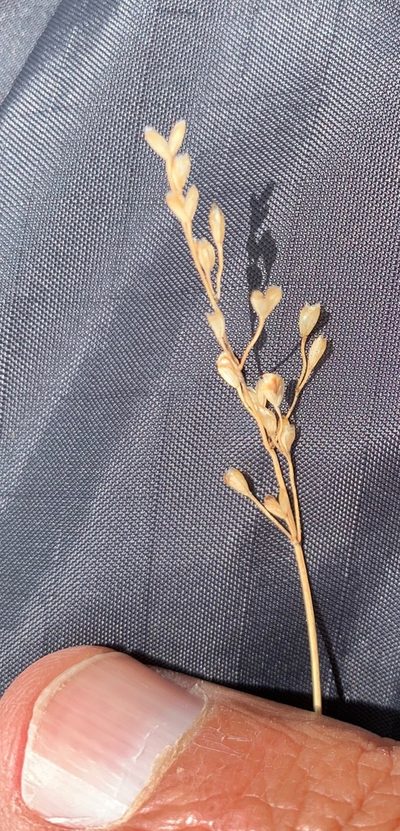Piptochaetium brevicalyx, photographed by Carlos Martorell