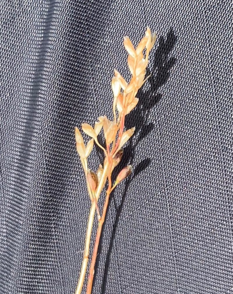Piptochaetium brevicalyx, photographed by Carlos Martorell