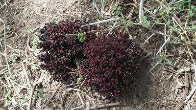 Sarcophyte sanguinea, photographed by Shaun Swanepoel