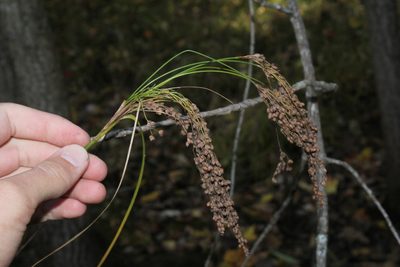 Scirpus pedicellatus, photographed by Quinten Wiegersma