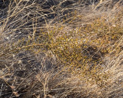 Holocarpha heermannii, photographed by Jesse Rorabaugh