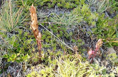Orthocarpus imbricatus, photographed by John Brew