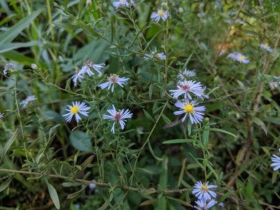 Symphyotrichum praealtum, photographed by Philip Vanbergen