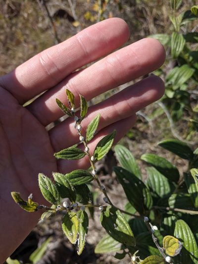 Lithospermum subsetosum, photographed by Nathan Aaron