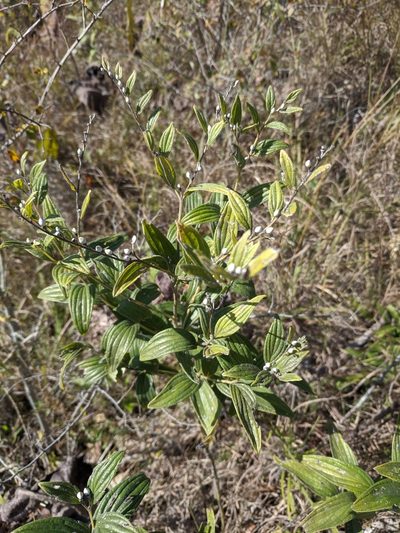 Lithospermum subsetosum, photographed by Nathan Aaron