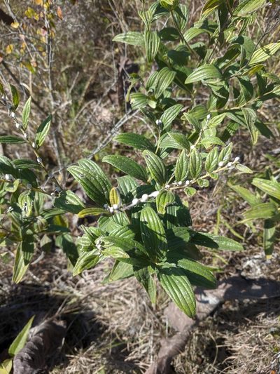 Lithospermum subsetosum, photographed by Nathan Aaron