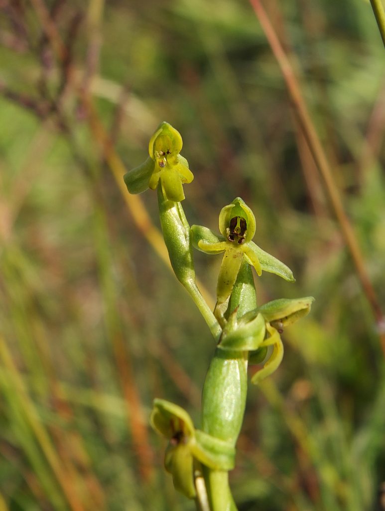 Habenaria barnesii, photographed by Siddarth Machado