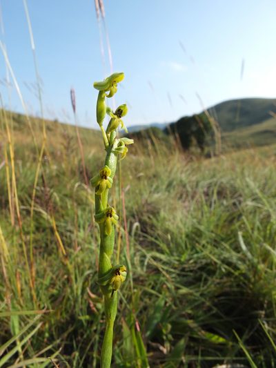 Habenaria barnesii, photographed by Siddarth Machado