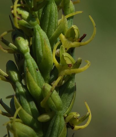 Peristylus richardianus, photographed by Siddarth Machado