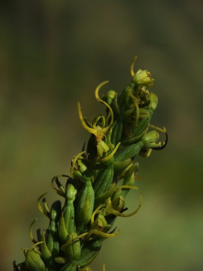 Peristylus richardianus, photographed by Siddarth Machado