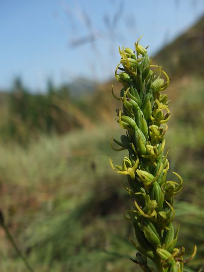 Peristylus richardianus, photographed by Siddarth Machado