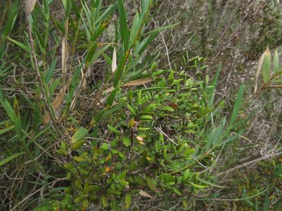 Myrceugenia rufa, photographed by Nicolás Lavandero