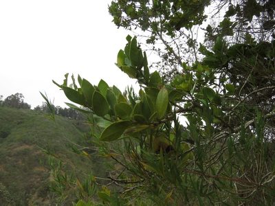Citronella mucronata, photographed by Nicolás Lavandero