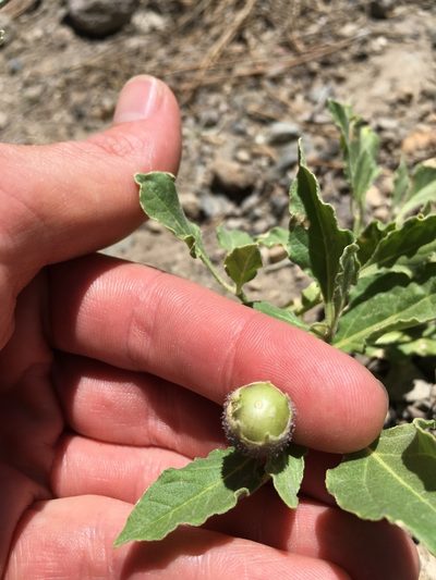Leucophysalis nana, photographed by Martin Purdy