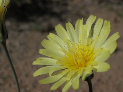 Anisocoma acaulis, photographed by Jim Morefield