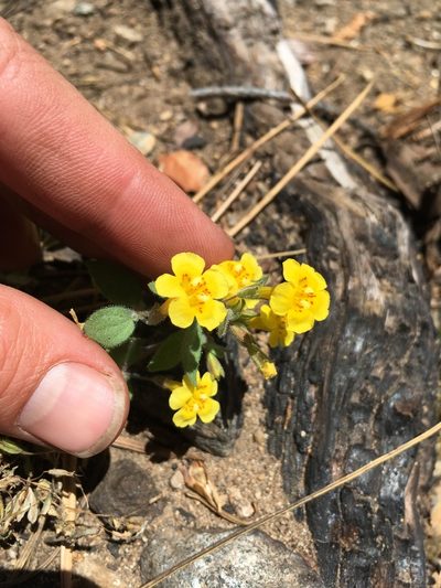 Erythranthe arenaria, photographed by Martin Purdy