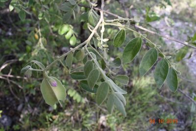 Morkillia acuminata, photographed by José Gerardo Velasco