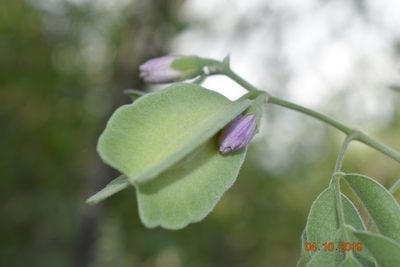 Morkillia acuminata, photographed by José Gerardo Velasco