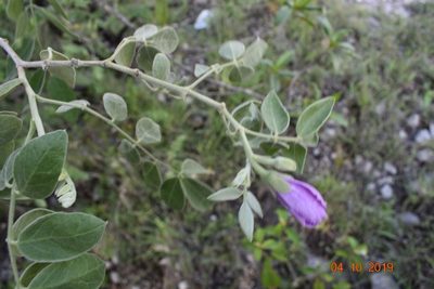 Morkillia acuminata, photographed by José Gerardo Velasco